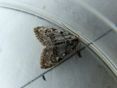 Least Black Arches